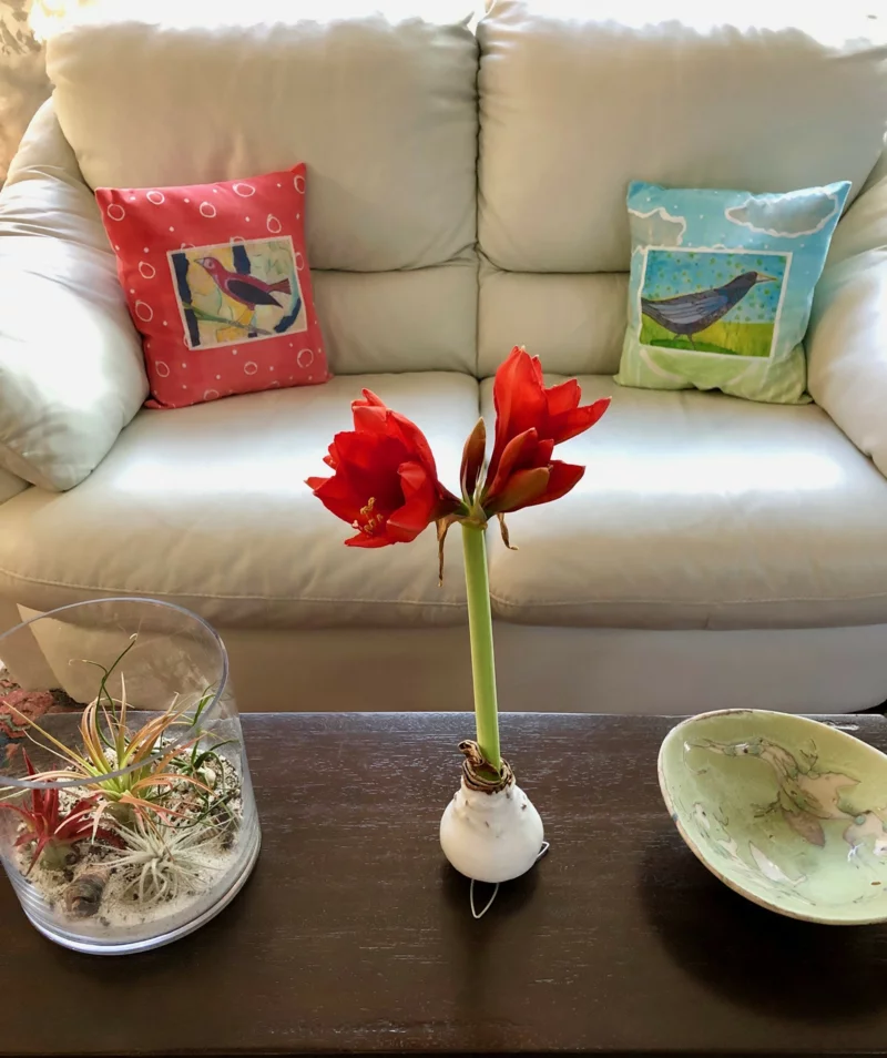 couchtisch dekorieren mit amaryllis in wachs